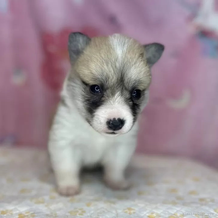 ID：2410-00080の子犬