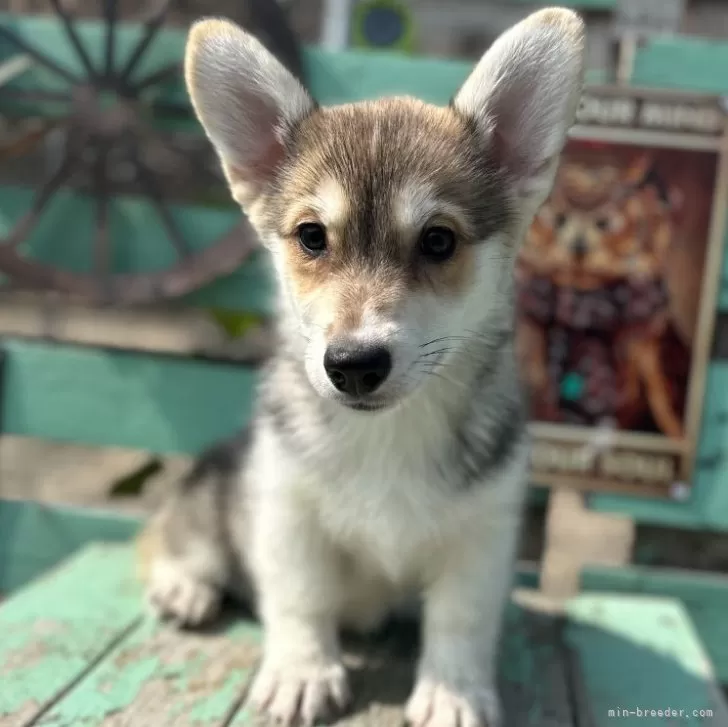 ID：2408-05747の子犬