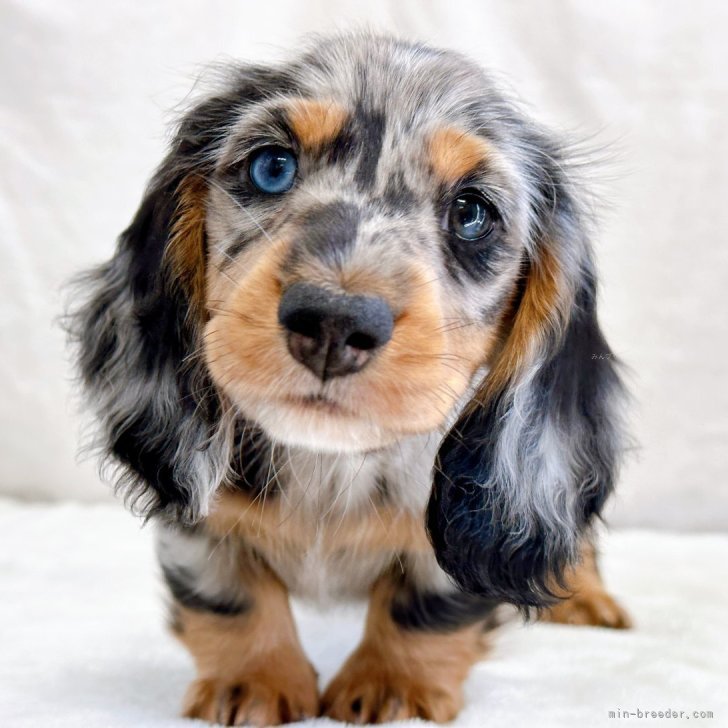 平成レトロ　ヴィンテージ　犬　いぬ　ミニチュア ダックスフント 平成レトロ ヴィンテージ 犬 いぬ ミニチュア ダックスフント