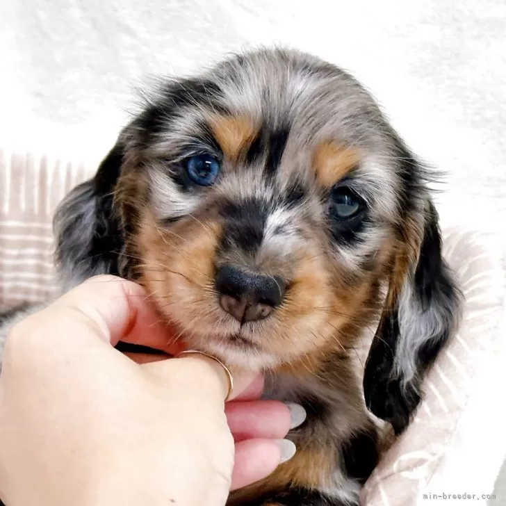 犬と親子/TWO GOOD FRIENDS 額入り　リトグラフ 7/27 わんずのぷーる🐶⛱️💦 ご利用ありがとうございました