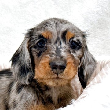 シルバーダップル ダップルのミニチュアダックスフンドの子犬を探す｜ブリーダー