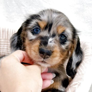 ミニチュアダックスフンドのブルー・グレー系の子犬を探す