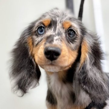愛犬 ankoわんこシリーズ　ポメラニアン　シェルティ　ダックス　犬　dog 愛犬 ankoわんこシリーズ ポメラニアン シェルティ ダックス 犬