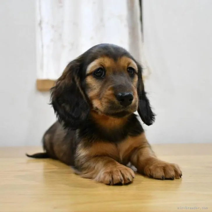 ID:2301-02534の子犬