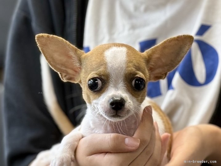 三宅綾ブリーダーのブログ：子犬お迎え　188