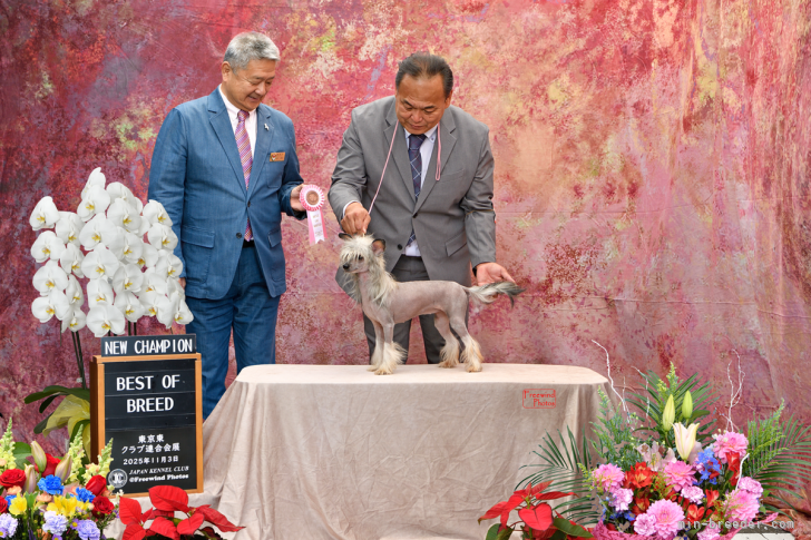 三宅綾ブリーダーのブログ：JKC.CH完成