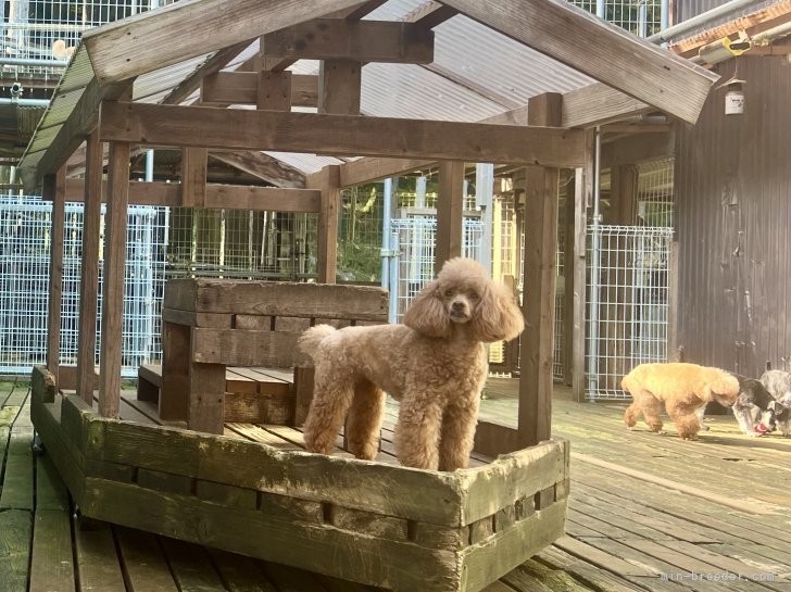 三宅綾ブリーダーのブログ：母犬たち　34