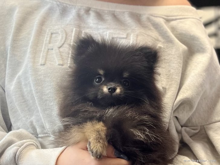 三宅綾ブリーダーのブログ：子犬お迎え　163