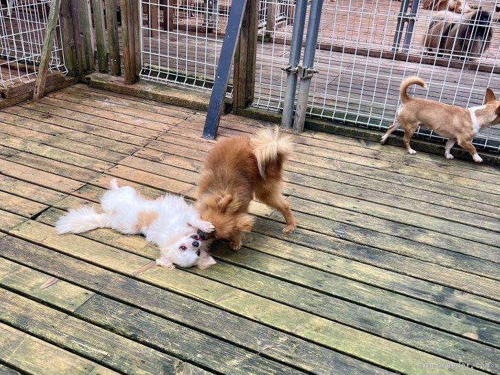 三宅綾ブリーダーのブログ：じゃれ合い