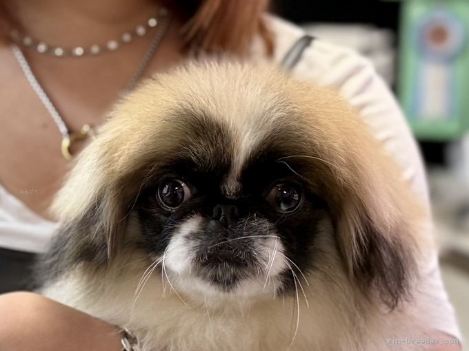 三宅綾ブリーダーのブログ：子犬お迎え　156