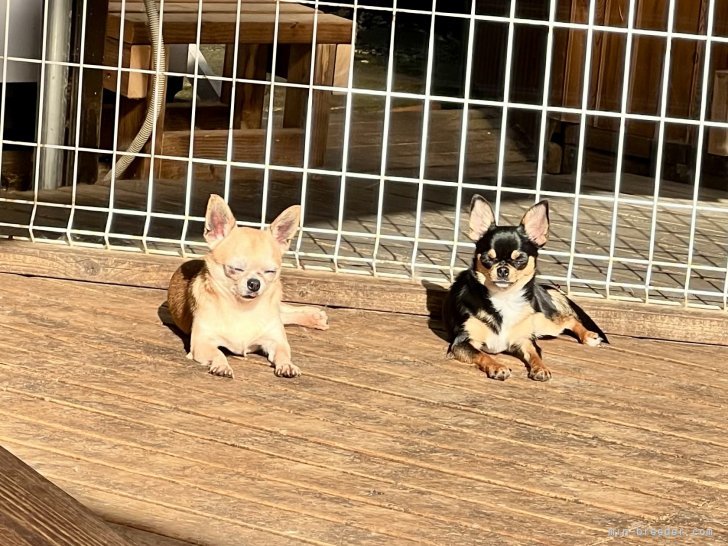 三宅綾ブリーダーのブログ：お昼寝　31