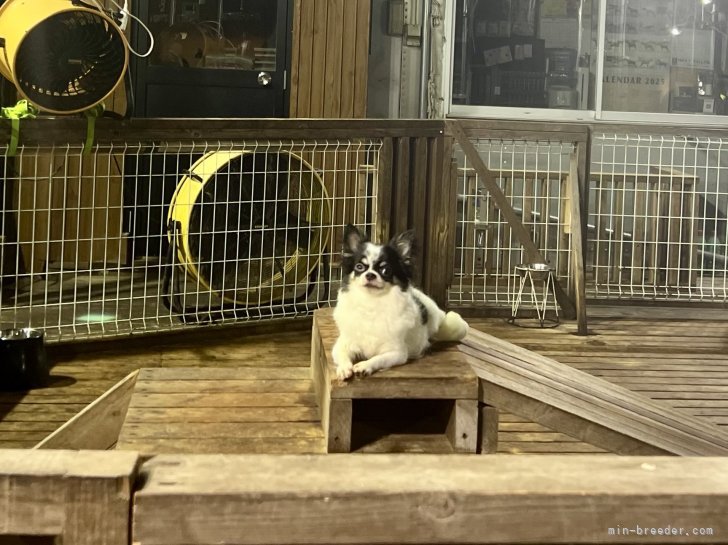 三宅綾ブリーダーのブログ：母犬　39
