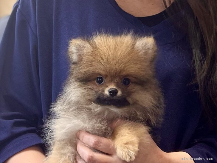 三宅綾ブリーダーのブログ：子犬お迎え　162