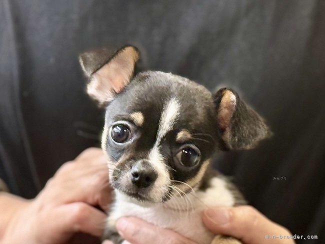 三宅綾ブリーダーのブログ：子犬お迎え　187