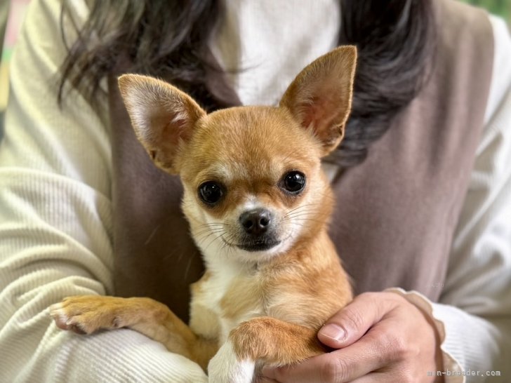 三宅綾ブリーダーのブログ：子犬お迎え　197