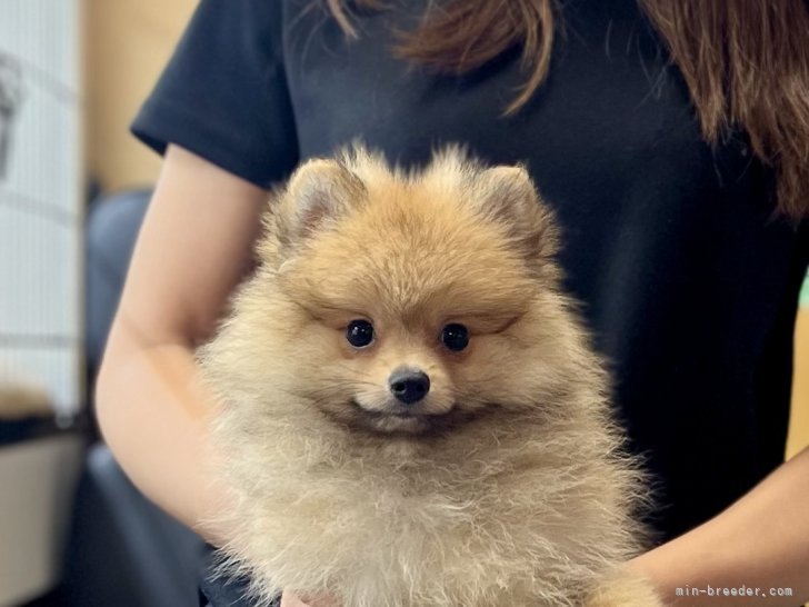 三宅綾ブリーダーのブログ：子犬お迎え　185