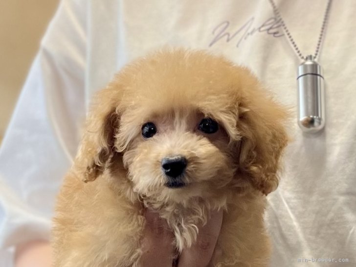 三宅綾ブリーダーのブログ：子犬お迎え　176