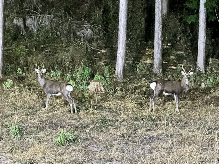 三宅綾ブリーダーのブログ：シカ