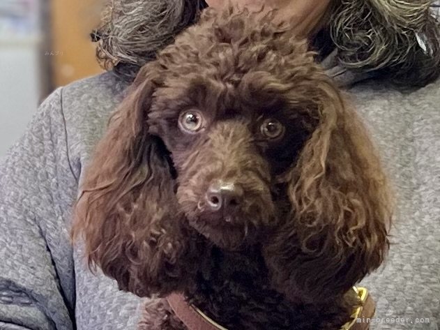 三宅綾ブリーダーのブログ：里帰り　52