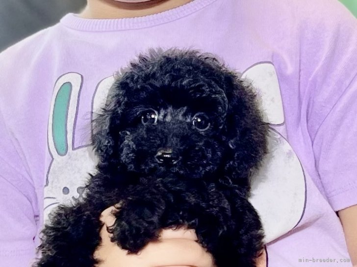 三宅綾ブリーダーのブログ：子犬お迎え　179