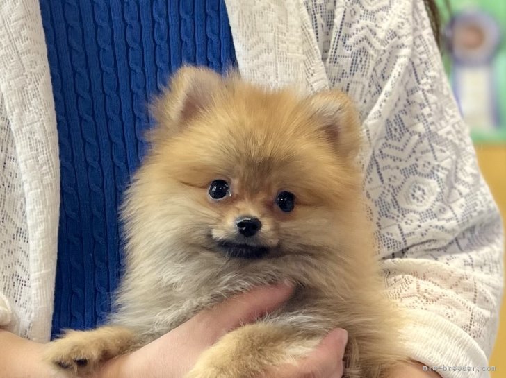 三宅綾ブリーダーのブログ：子犬お迎え　178