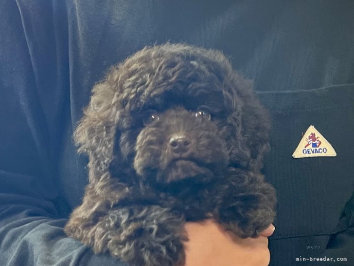 三宅綾ブリーダーのブログ：子犬お迎え　159
