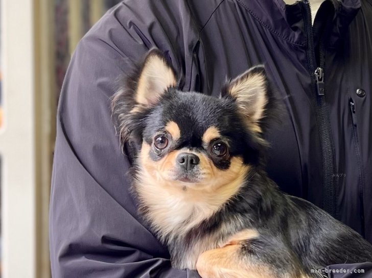 三宅綾ブリーダーのブログ：お客様の愛犬　34