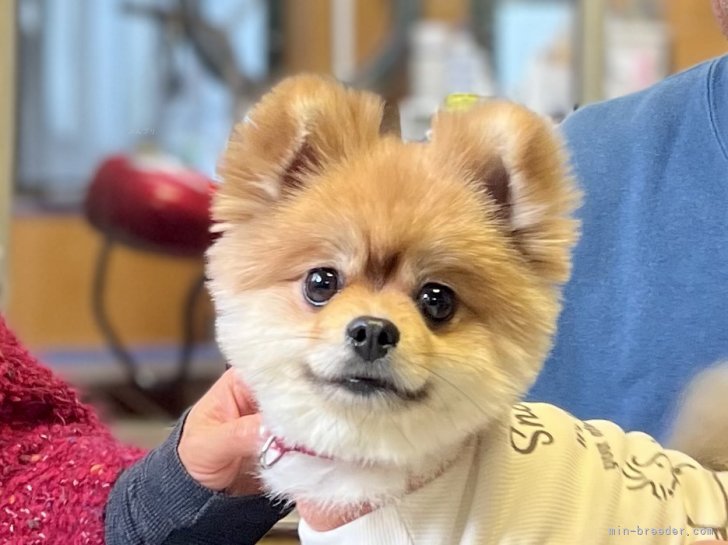 三宅綾ブリーダーのブログ：里帰り　53