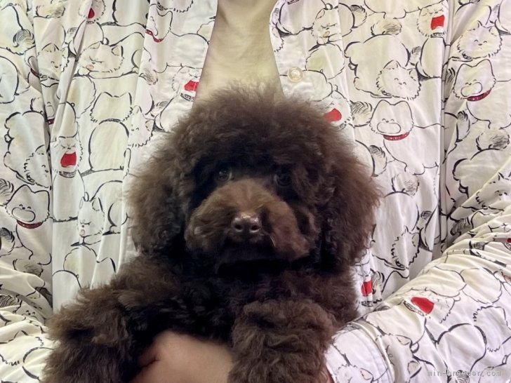 三宅綾ブリーダーのブログ：子犬お迎え　193