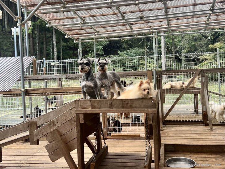 三宅綾ブリーダーのブログ：水仕事、顔を上げるとこの景色