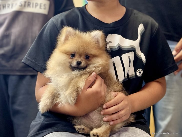 三宅綾ブリーダーのブログ：子犬お迎え　175