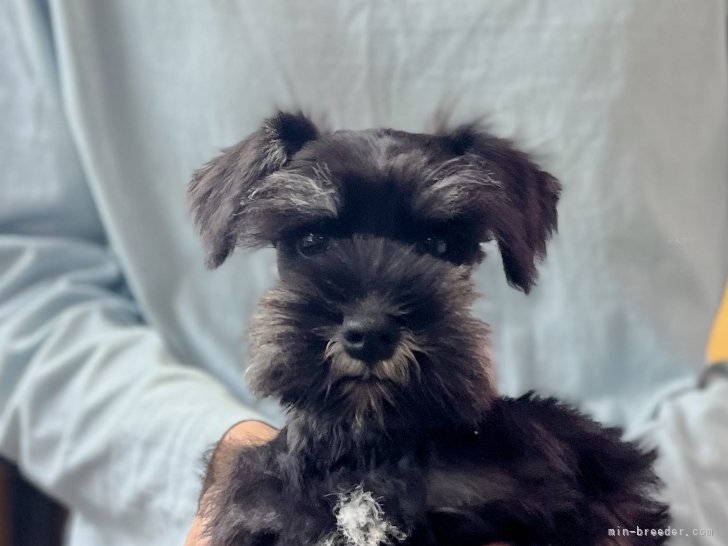 三宅綾ブリーダーのブログ：子犬お迎え　164