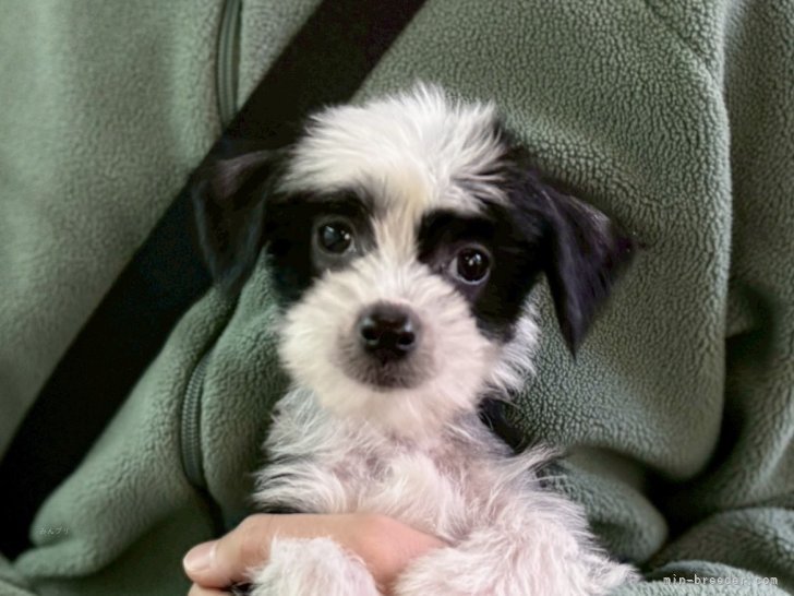 三宅綾ブリーダーのブログ：子犬お迎え　203