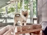 ポメラニアン【神奈川県・男の子・2025年4月17日・オレンジ】の写真2