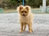 ポメラニアン【神奈川県・男の子・2025年6月8日・オレンジ】の写真2