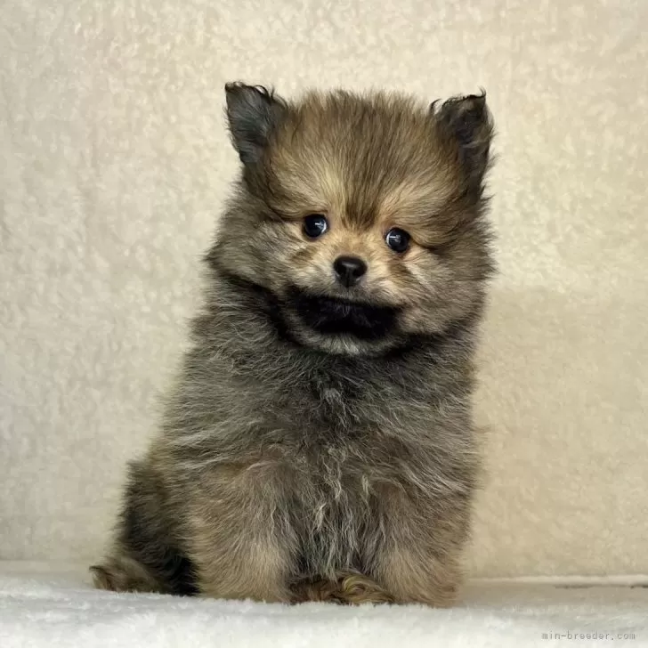 ID：2501-04572の子犬