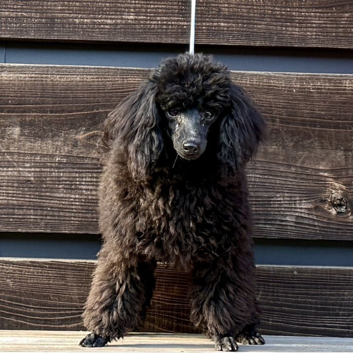 ブリーダー画像