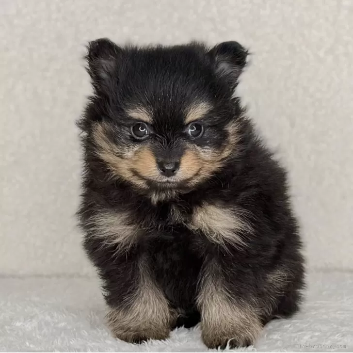 ポメラニアン【神奈川県・女の子・2025年10月25日・ブラック&amp;タン】の写真1