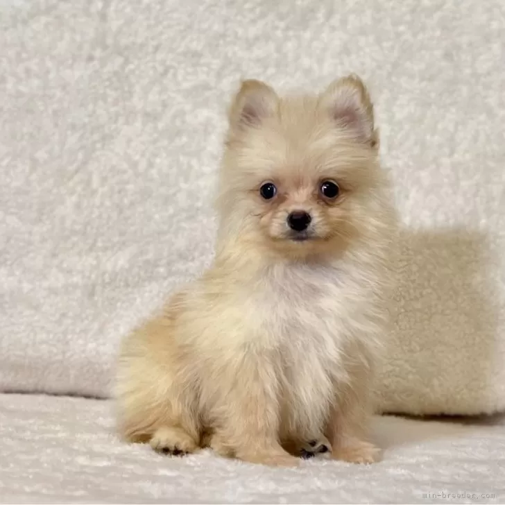 ID:2506-06195の子犬