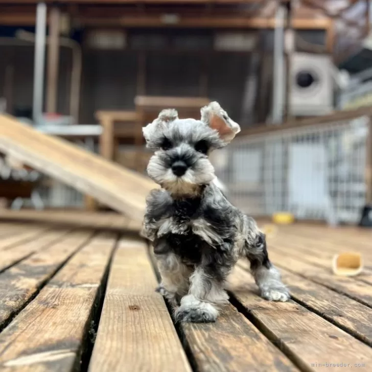 ID:2502-05200の子犬