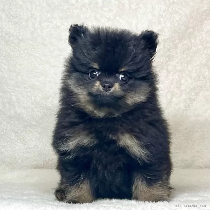 ID:2505-07140の子犬