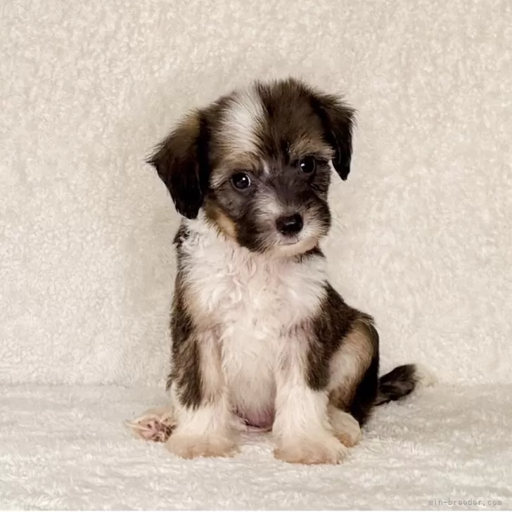 ID：2509-00708の子犬