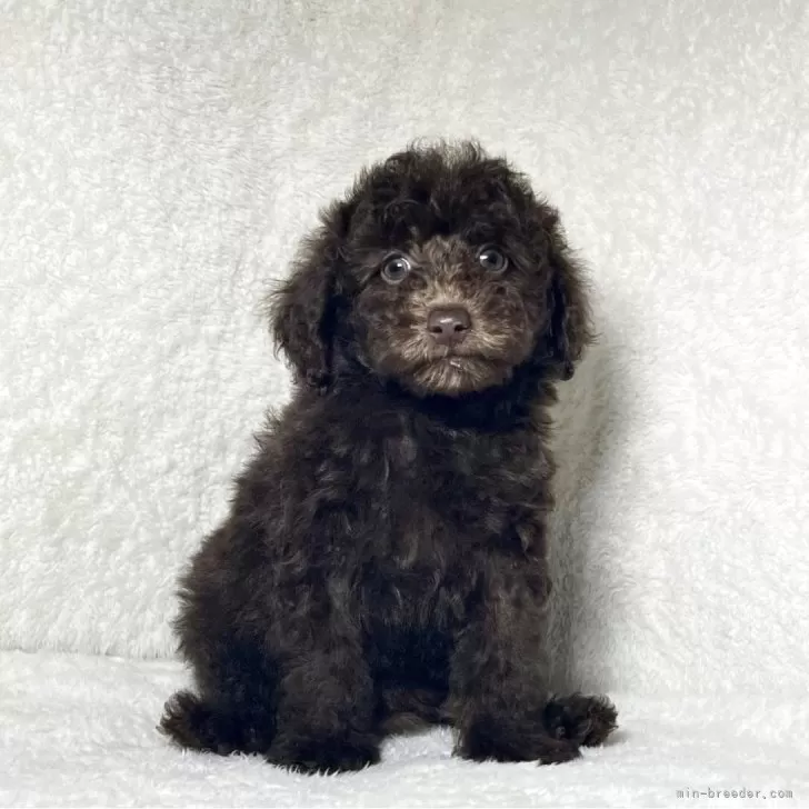 ID:2506-04636の子犬