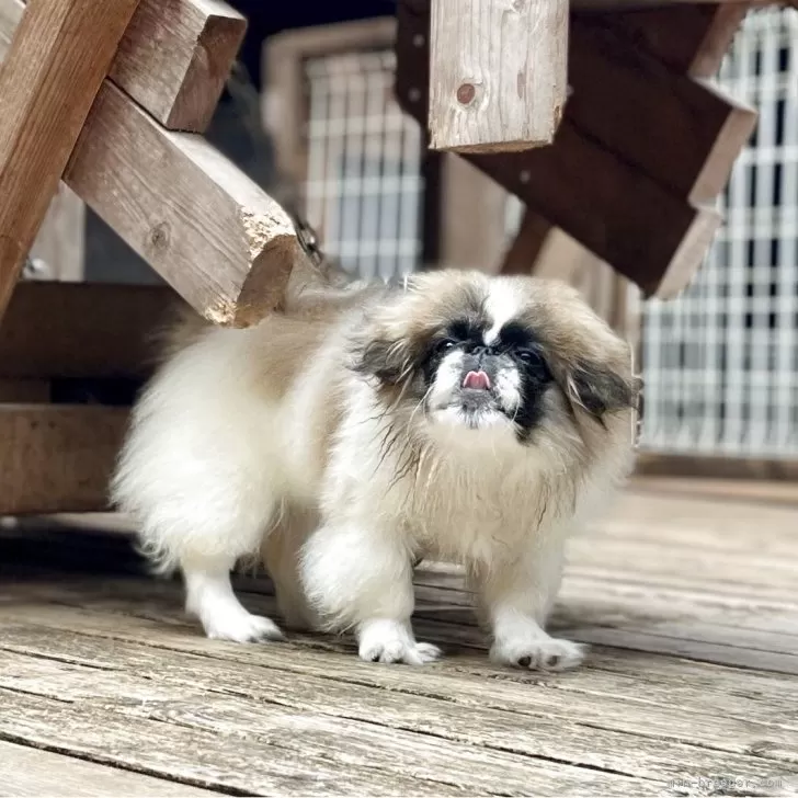 ID:2501-05970の子犬