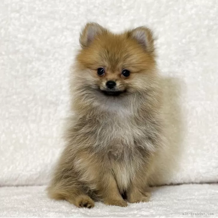 ID：2506-06189の子犬