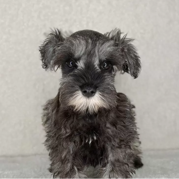 E.U 様のお迎えした子犬