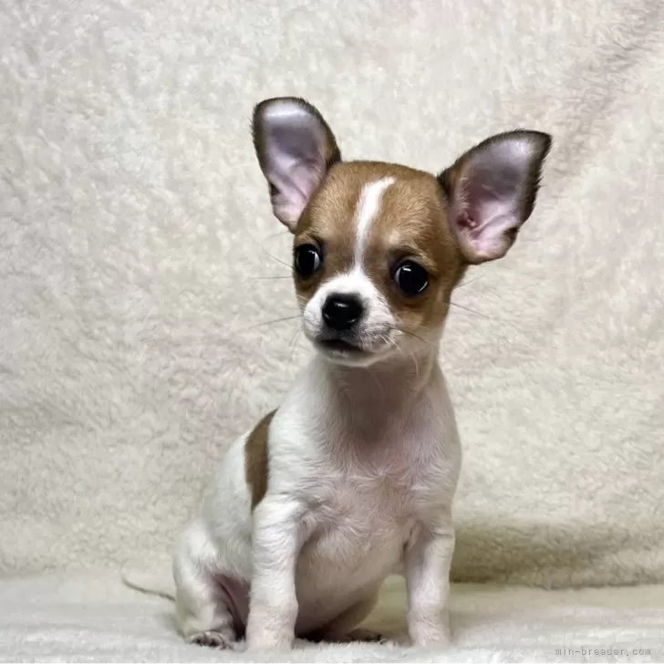 ID:2505-05157の子犬