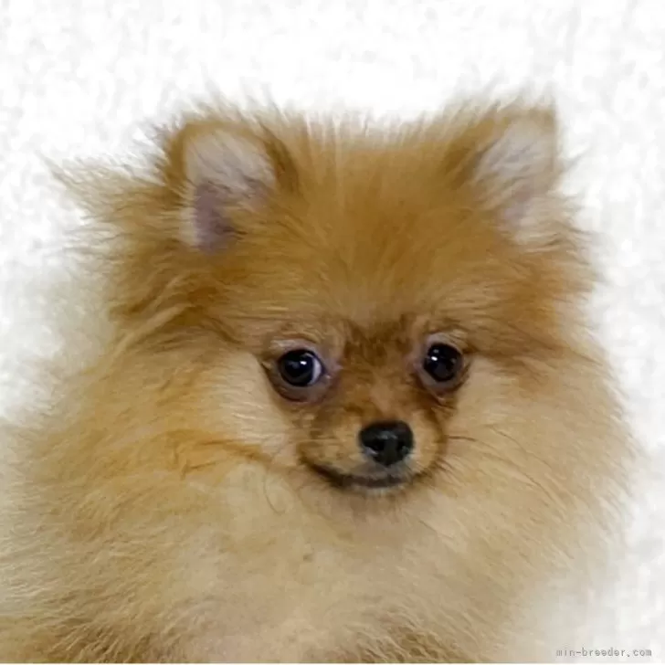 ID：2506-04649の子犬