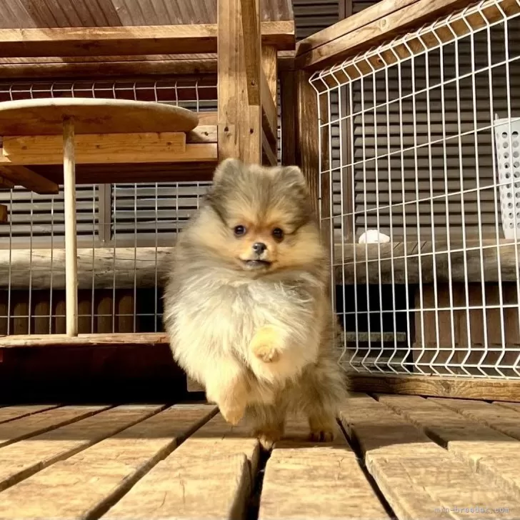ID:2501-04574の子犬