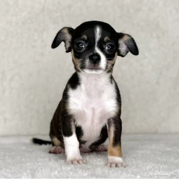 ID：2509-00514の子犬